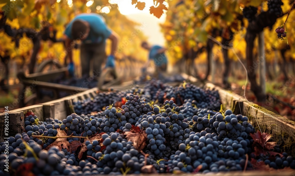Harvest workers picking grapes in vineyard Harvest workers picking grapes in vineyard