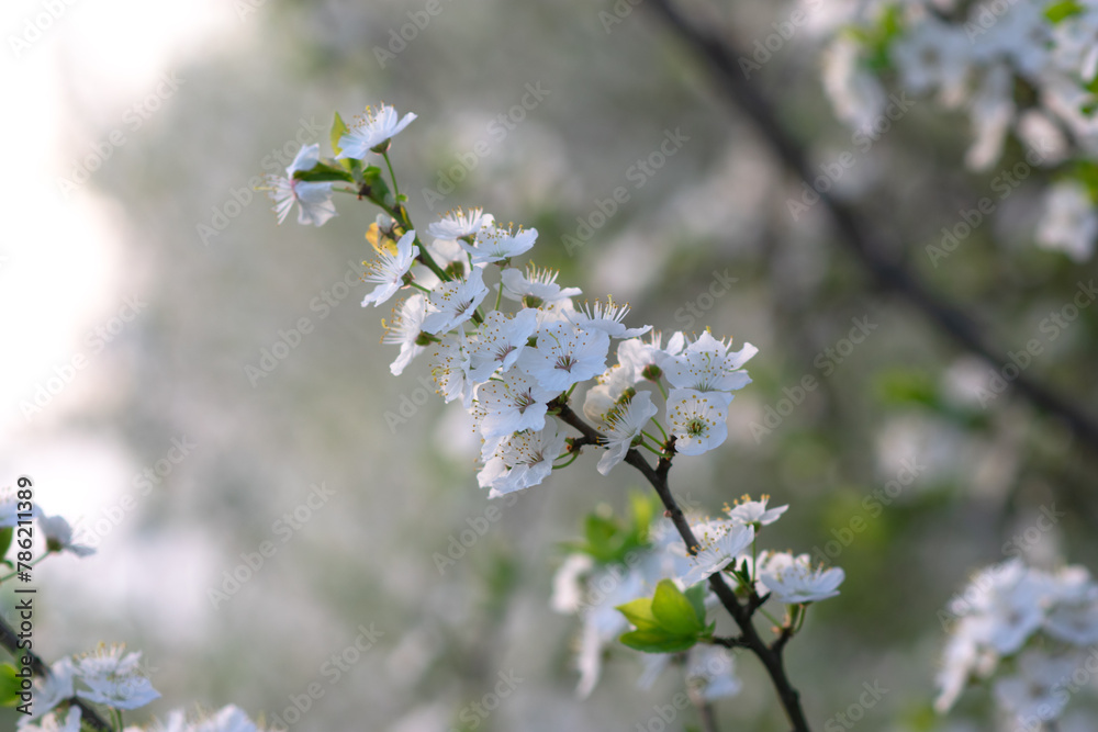 Spring background, White flowers, green tree leaves on blurred background Spring background, White flowers, green tree leaves on blurred background