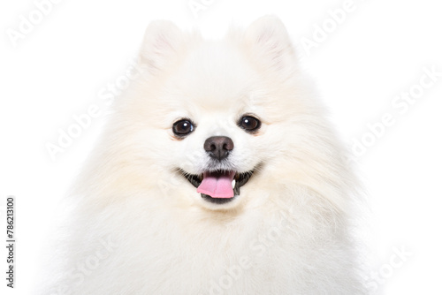 Portrait of a cheerful Pomeranian Spitz, closeup, isolated on a white background