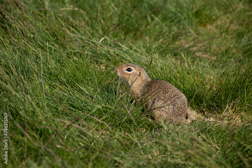 European ground squirrel on the lawn. (spermophilus citellus) photo
