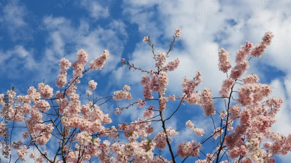 Delicate pink sakura in full bloom. Beautiful petals against the blue sky. Spring nature, bloom, beauty, macro. Bright pink flowers on tree branches. Spring Park Delicate pink sakura in full bloom. Beautiful petals against the blue sky. Spring nature, bloom, beauty, macro. Bright pink flowers on tree branches. Spring Park