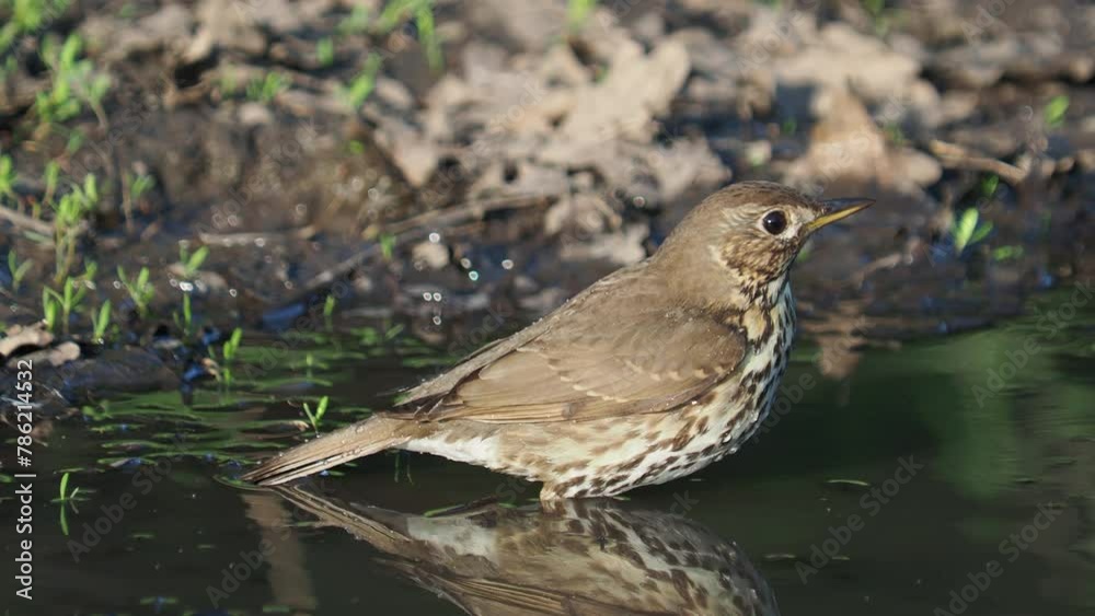 The song thrush bird taking a bath in a natural pond, Turdus philomelos The song thrush bird taking a bath in a natural pond, Turdus philomelos