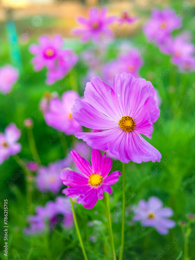 Fototapeta premium Close-up of beautiful cosmos flowers at cosmos field in moring sunlight. amazing of close-up of cosmos flower. nature flower background.
