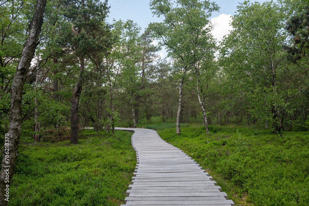 Fototapeta premium Wooden footbridge in a bog