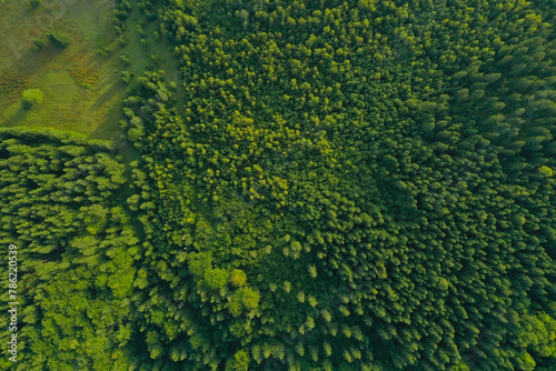 Aerial view of forest with beautiful green trees