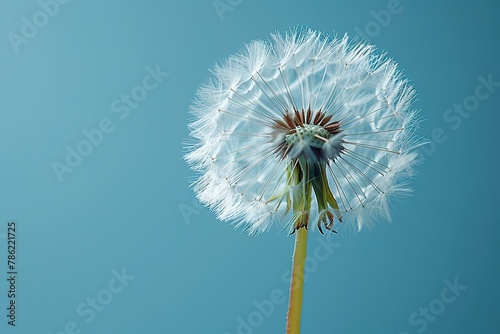 A macro dandelion with blue background. This is an expression of freedom to wish