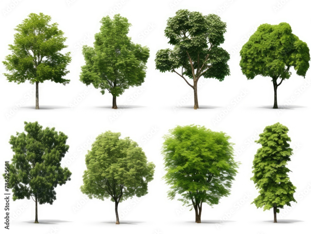 Group trees isolated on white background. Group trees isolated on white background.