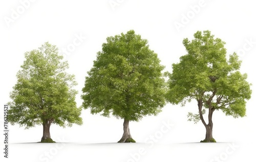 Group trees isolated on white background.