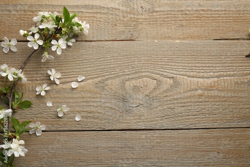 Spring branch with beautiful blossoms, leaves and petals on wooden table, top view. Space for text