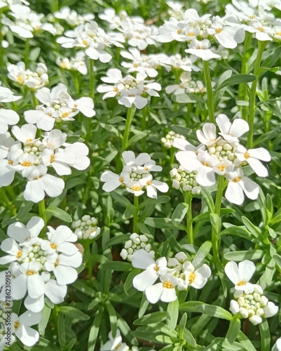 Spring bloom on the lawn of white iberian flowers.
