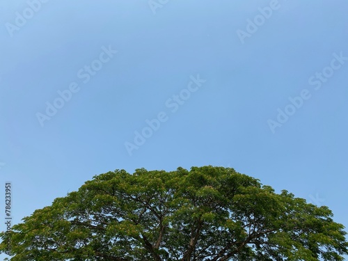 Rain tree against blue sky