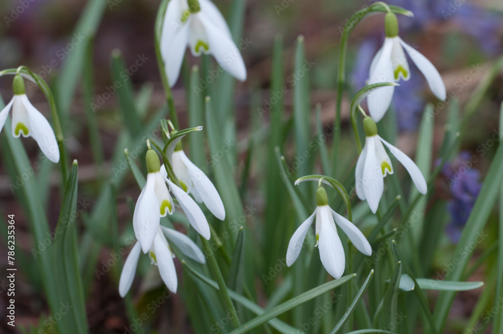 snowdrop flowers snowdrop flowers
