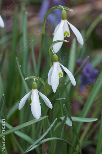 snowdrop flowers