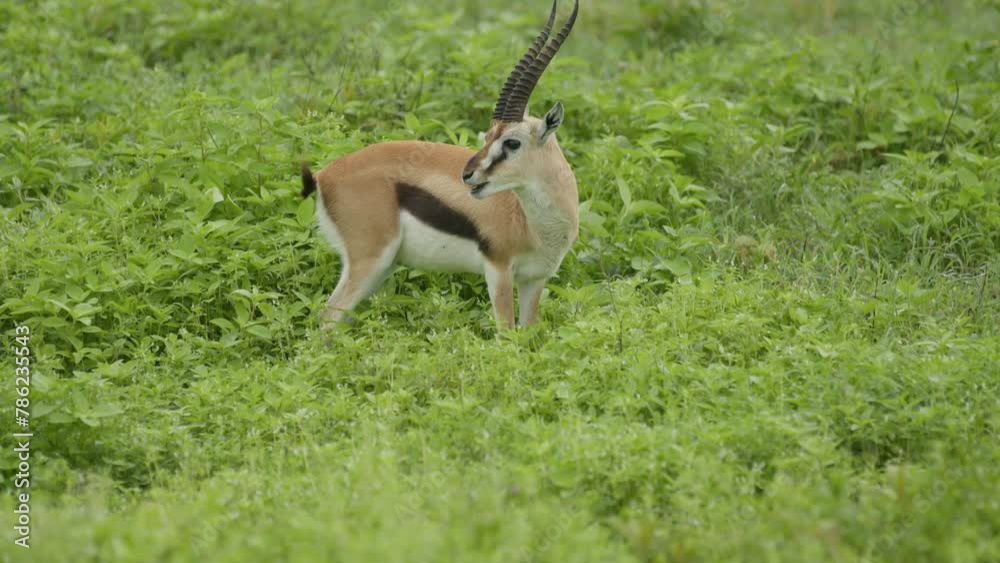 A gazelle eating something while standing in the grass A gazelle eating something while standing in the grass