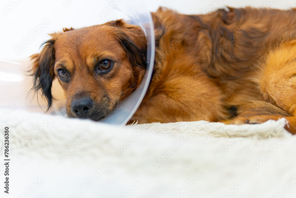 A dog with a cone collar, elizabethan collar on its head laying on a white blanket. sad face with tears A dog with a cone collar, elizabethan collar on its head laying on a white blanket. sad face with tears