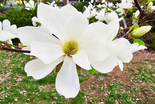 Blooming magnolia tree with beautiful white flower in the spring © Gelia