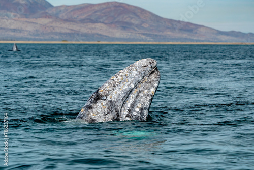 Konstfotografi grey whale spy hopping in magdalene bay baja california sur mexico
