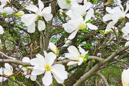 Blooming magnolia tree with beautiful white flowers in the spring © Gelia