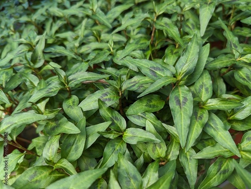 Close up on narrow pointed leaves with burgundy spots of Vietnamese coriander (Persicaria odorata)