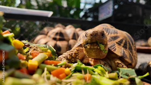 Indian stur tortoise eating vegetables on the ground. photo