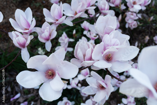 Pink beautiful magnolea in a spring garden