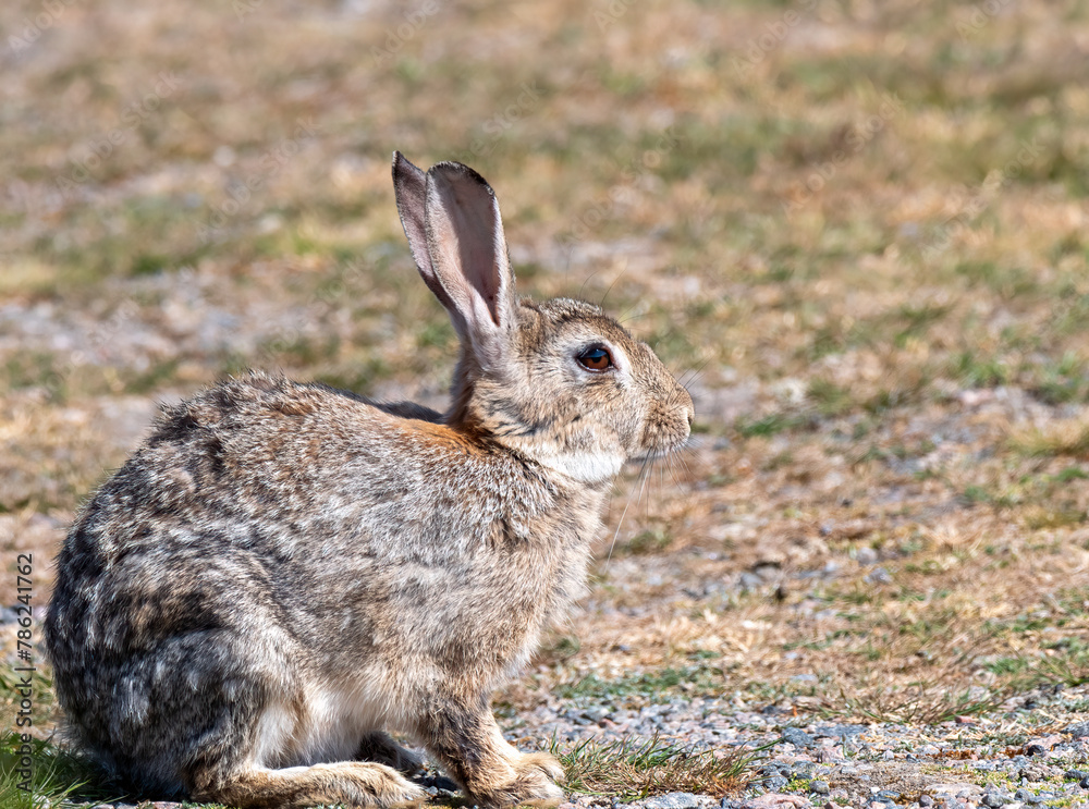 Fototapeta premium Rabbit in the grass