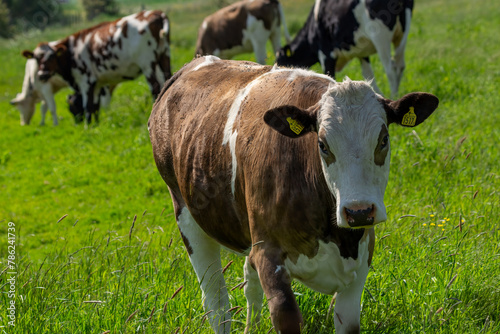 Cattle on pasture