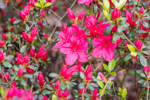 Pink rhododendron japonicum blooming in the garden.