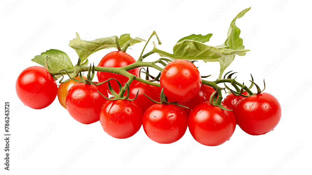 Branch of cherry tomato on the white background 