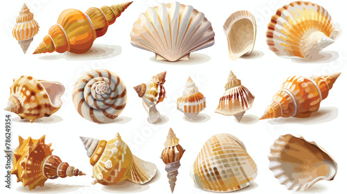 Vector sea shells set. Vector illustration isolated on white background 