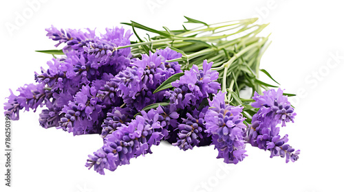 Bunch of lavender flowers on white background. lavender flowers on white background 
