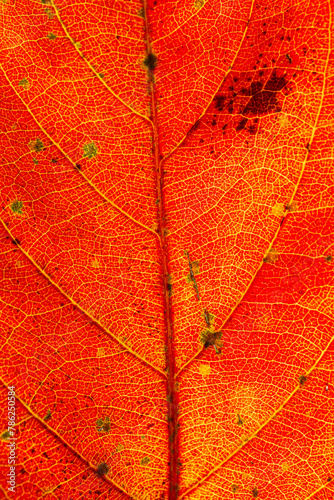 Orange macro leaf texture,Macro on Autumn Foliage