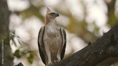 closeup shot of changeable or crested hawk eagle or nisaetus cirrhatus front profile feather details perched on tree calling continuously jim corbett national park forest reserve uttarakhand india