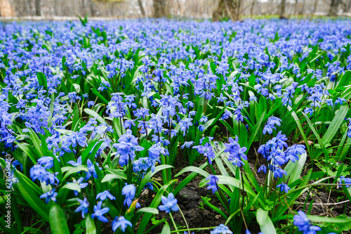 Glade snowdrops Blue flowers siberian Scilla proleska in the city park.