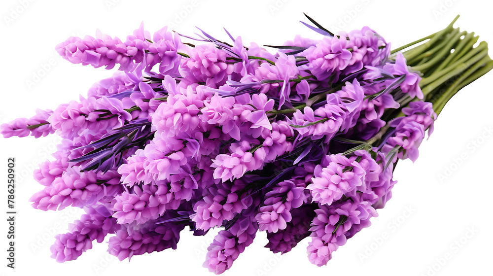 Bunch of lavender flowers on white background. lavender flowers on white background 