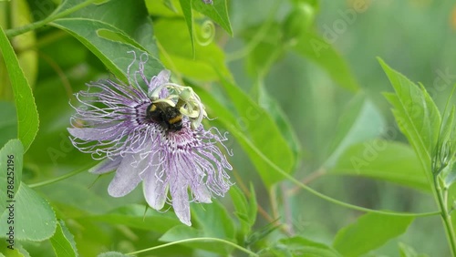 Passiflora incarnata, commonly known as maypop, purple passionflower, true passionflower, wild apricot, and wild passion vine, is fast-growing perennial vine with climbing or trailing stems. photo