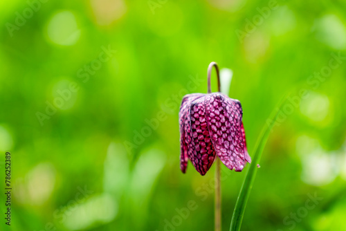 A lovely spring garden in bloom photo