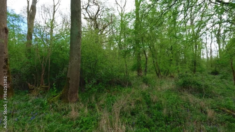 4k walking through dense deciduous woodland forests in English Spring. Leaves and flowers beginning to come alive and bloom on a sunny spring day 4k walking through dense deciduous woodland forests in English Spring. Leaves and flowers beginning to come alive and bloom on a sunny spring day