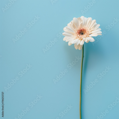 flower on blue background with copy space