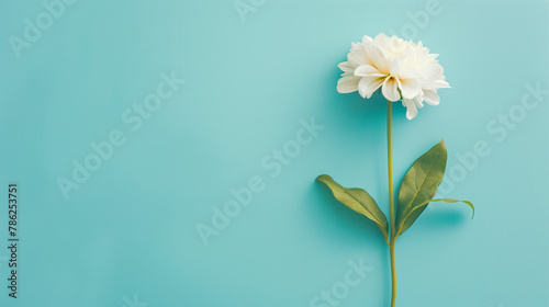 flower on blue background with copy space