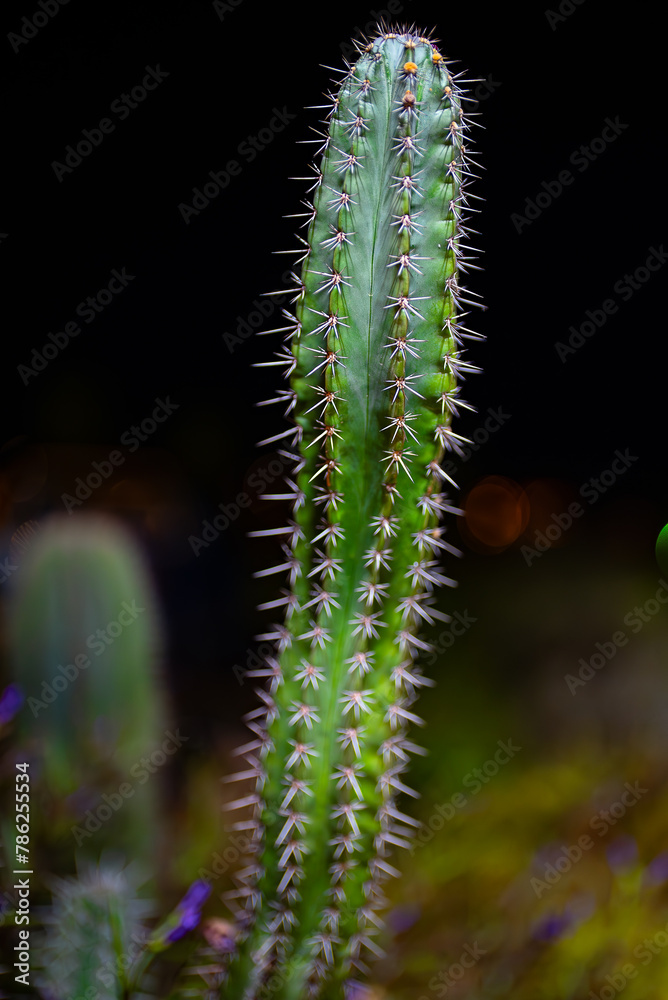 Portrait of a cactus in the garden at night. Portrait of a cactus in the garden at night.