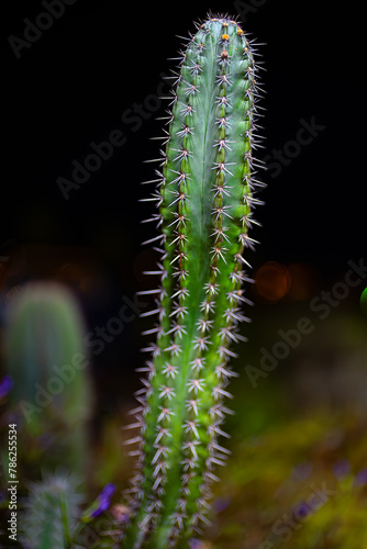 Portrait of a cactus in the garden at night.