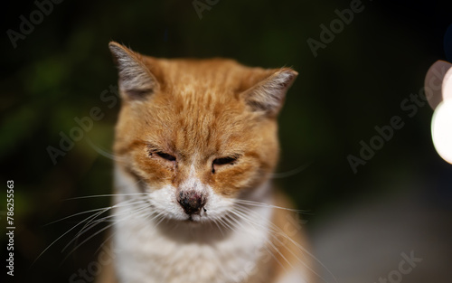 Canvas Print A cat with a skinned nose on the street.