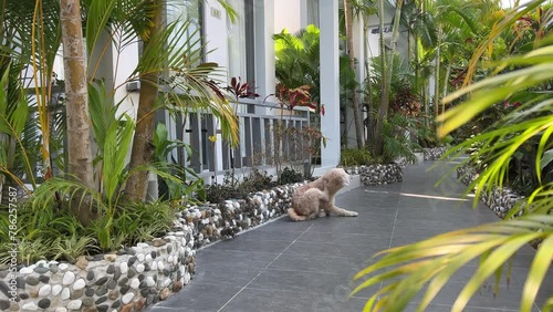 A shaggy yard dog combs out fleas with his hind paw in a tropical country against. backdrop of palm trees in a hotel guard dog heat. photo