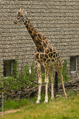 A giraffe in the zoo enclosure photo