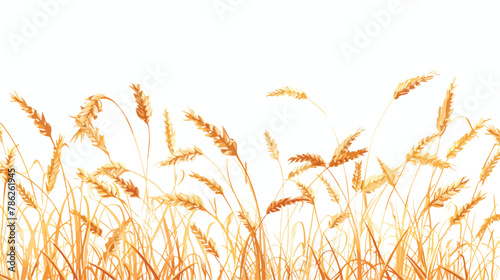 Isolated wheat image over a white background Vector