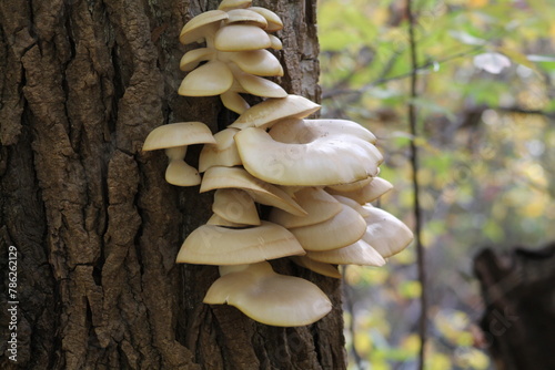 Groupe de champignons pleurotes sur un tronc d'arbre photo