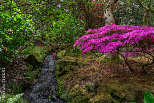 A lovely spring garden in bloom photo