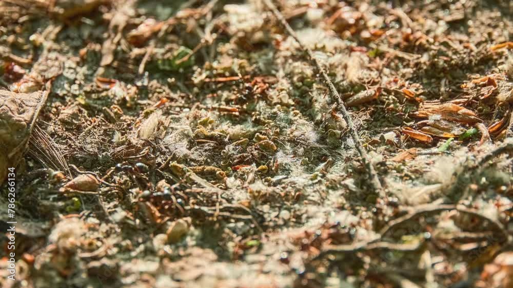 Several ants crawls on spring soil in search of food. Several ants crawls on spring soil in search of food.