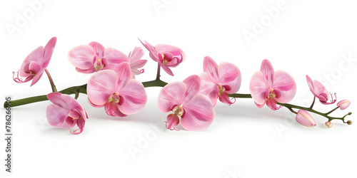 pink magnolia flowers isolated  Wild Himalayan Cherry flower. 